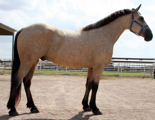 BUCKSKIN